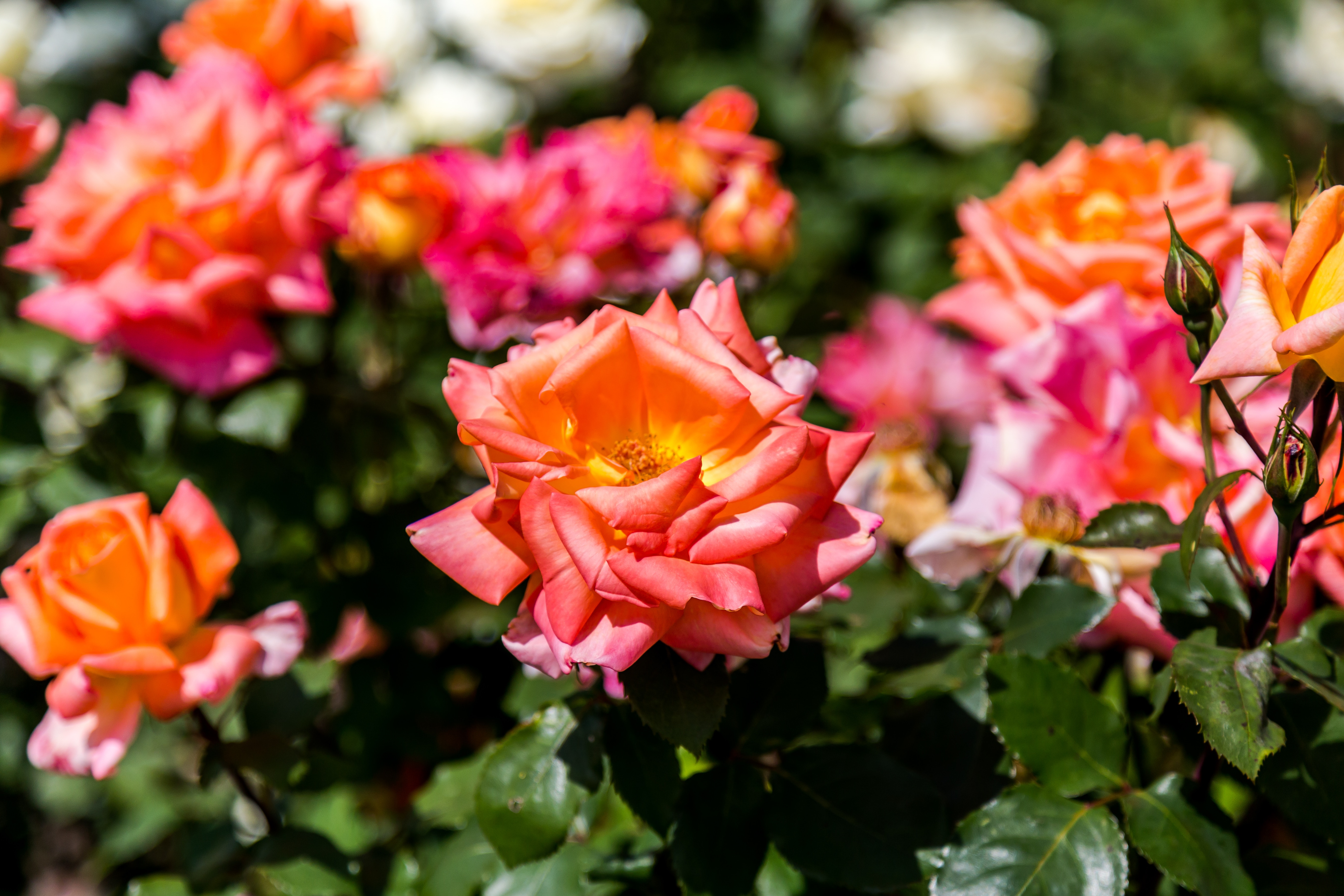 Take a moment to smell the roses.