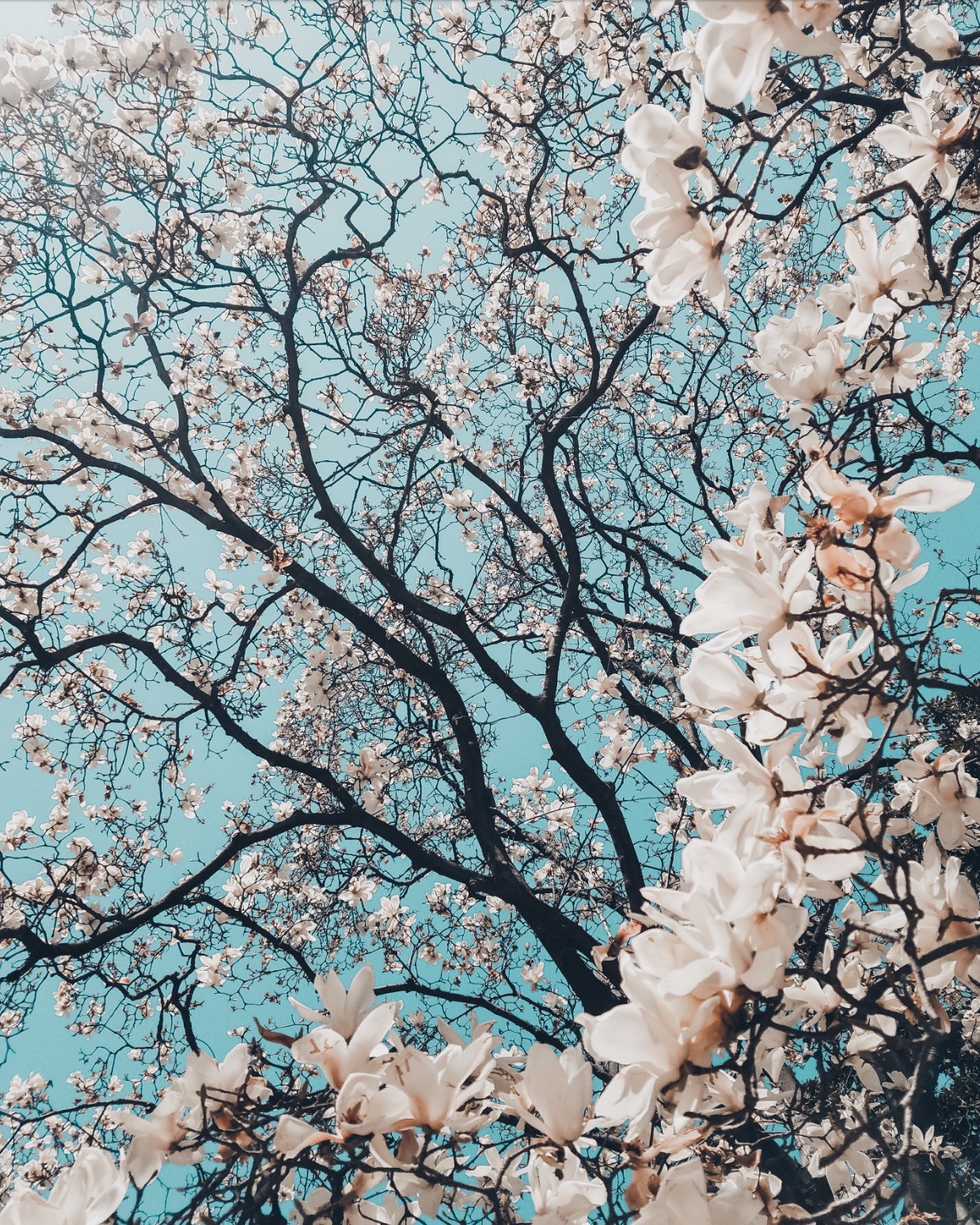 Living on Purpose: A User-Friendly Guide to Living An Intentional Life